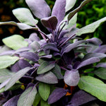 Purple Sage  1