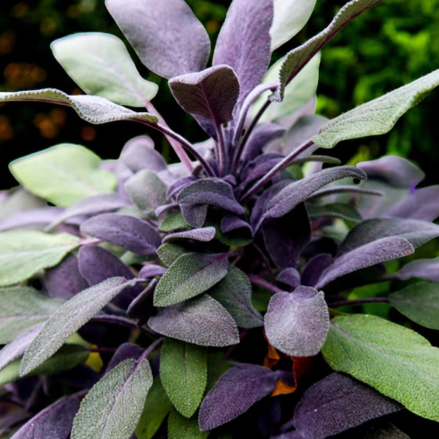 Purple Sage  1