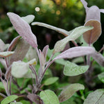 Purple Sage  2