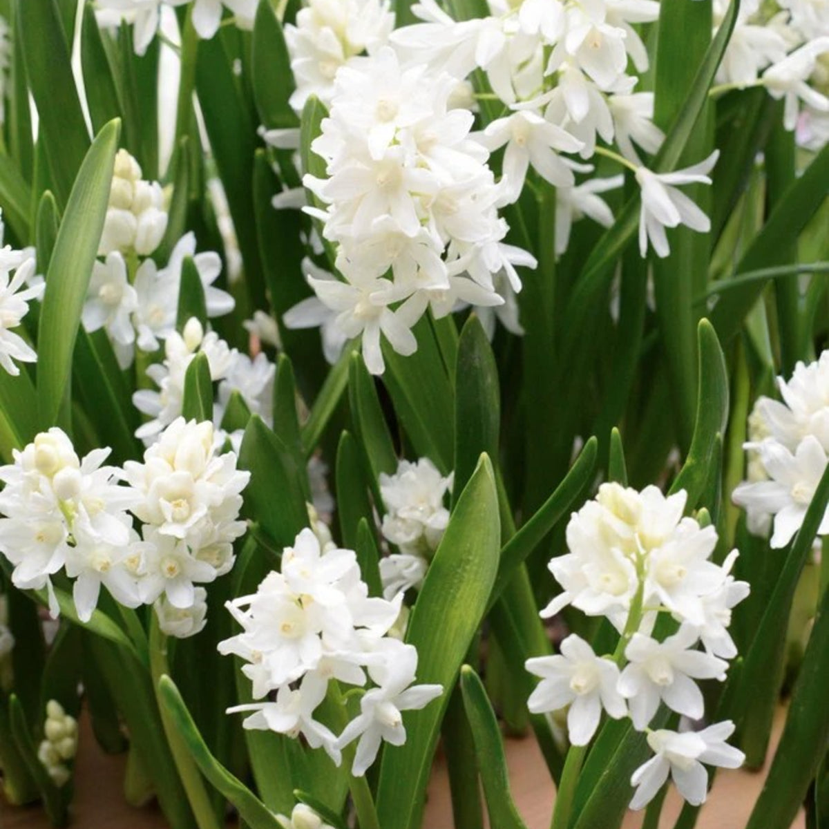 Puschkinia Libanotica 'Squill' Spring Bulbs A bunch of star-shaped white Puschkinia libanotica alba flowers in bloom, with fresh green leaves. 6