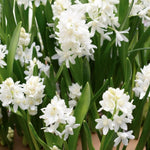 Puschkinia Libanotica Alba White Squill Spring Bulbs  2