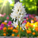 Puschkinia Libanotica 'Squill' Spring Bulbs  5