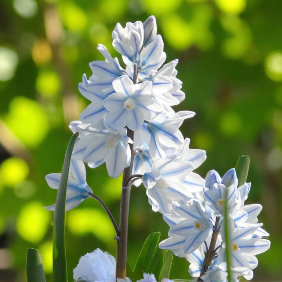 Puschkinia Libanotica 'Squill' Spring Bulbs Close-up of pale blue Puschkinia libanotica flowers with delicate blue striping on a green blurred background. 1