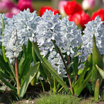 Puschkinia Libanotica 'Squill' Spring Bulbs A garden bed of blooming Puschkinia libanotica flowers with red tulips in the distance. 4