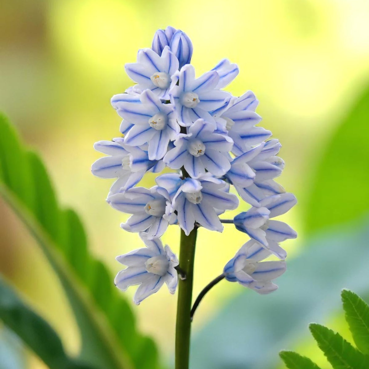 Puschkinia Libanotica 'Squill' Spring Bulbs A single spike of pale blue Puschkinia libanotica flowers against soft yellow-green bokeh. 2