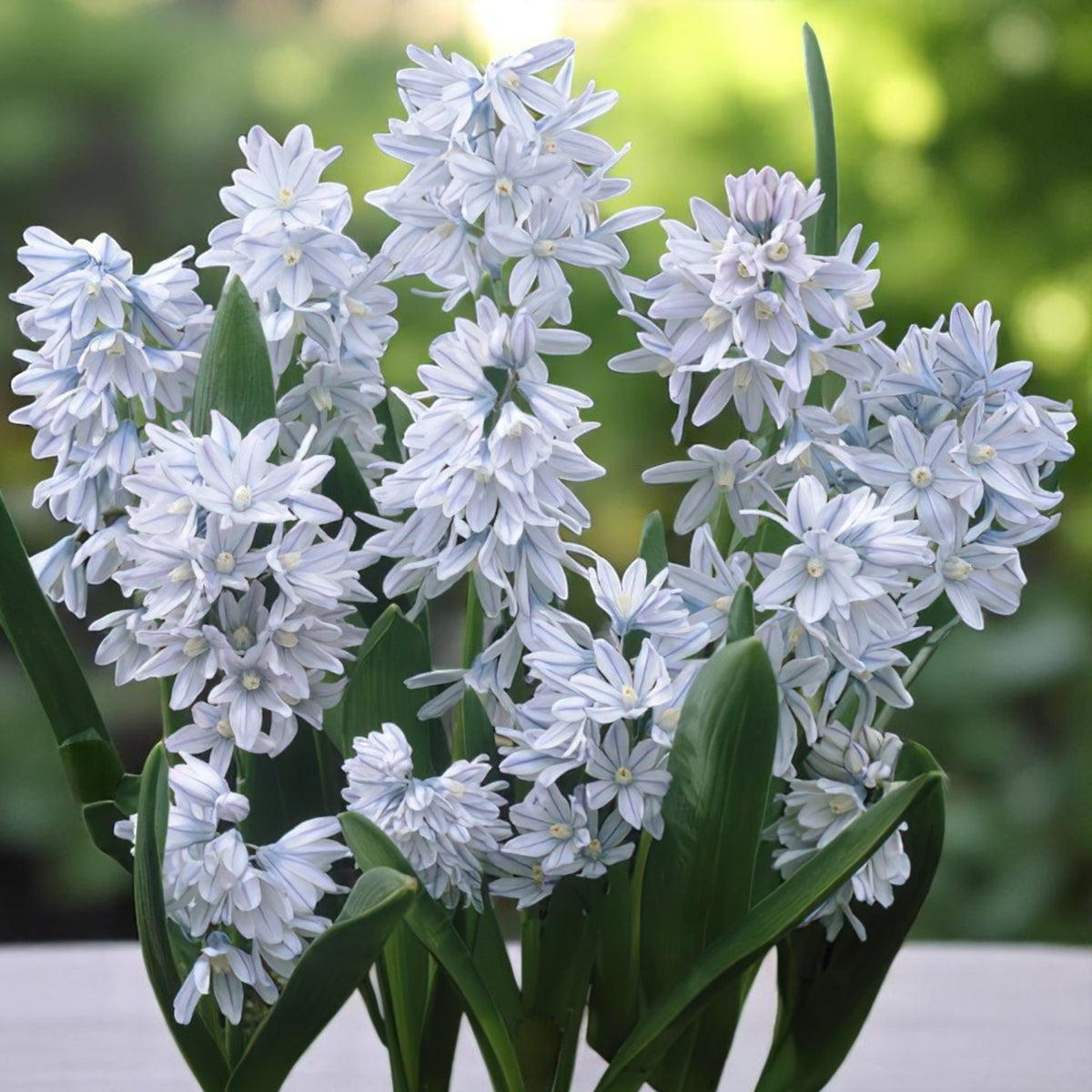 Puschkinia Libanotica 'Squill' Spring Bulbs A bunch of star-shaped Puschkinia libanotica flowers in bloom on a table, with fresh green leaves. 3