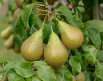 Pear Trees  2