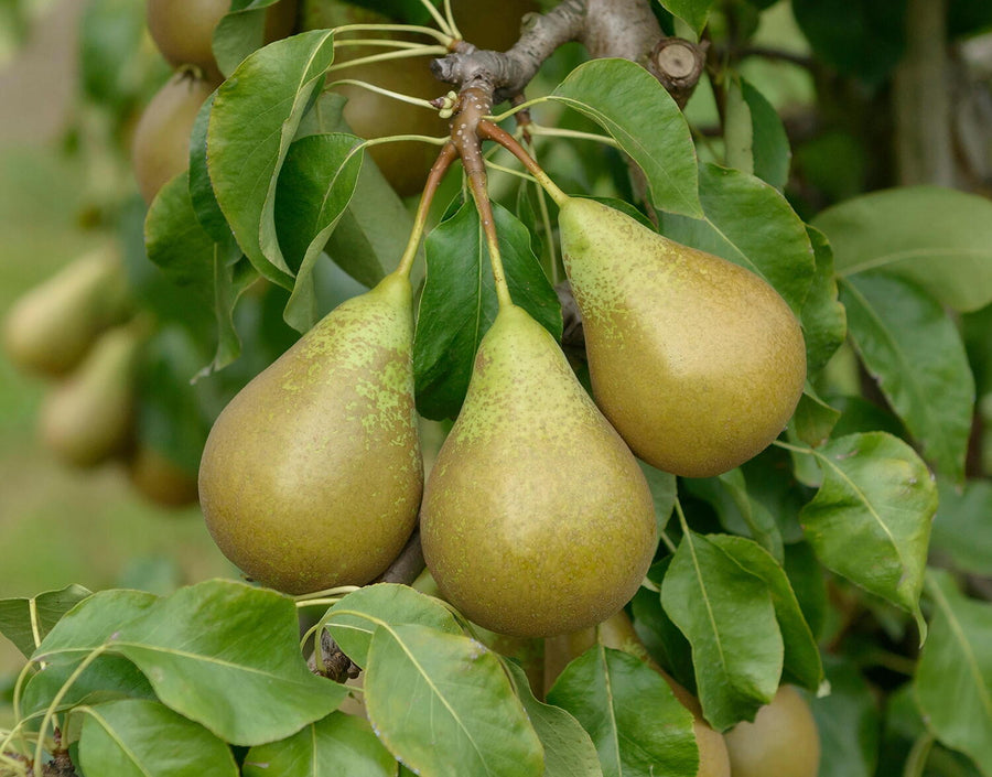 Pear Trees  3