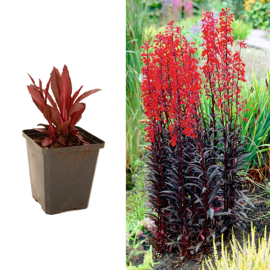 Lobelia Cardinalis Queen Victoria queenvictoira 2