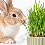 Rabbit Wheat Grass  3