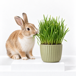 Rabbit Wheat Grass  1