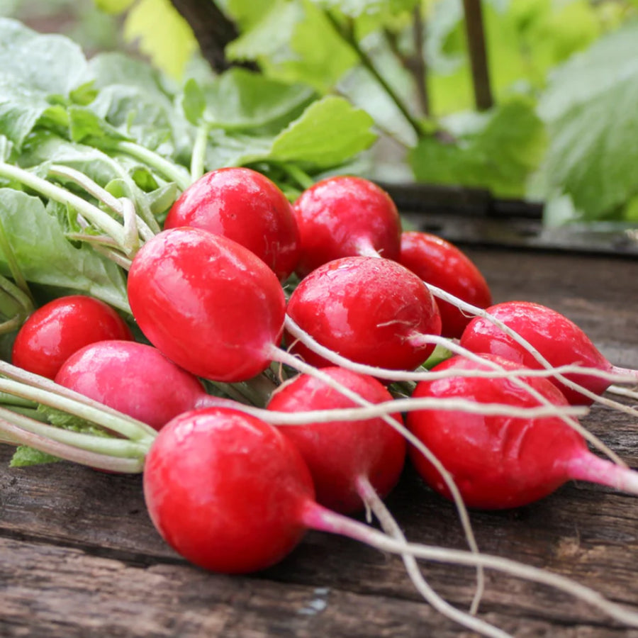 Radish 'Cherry Belle' (6 Pack) Radish 'Cherry Belle' (8 Pack) image2 1