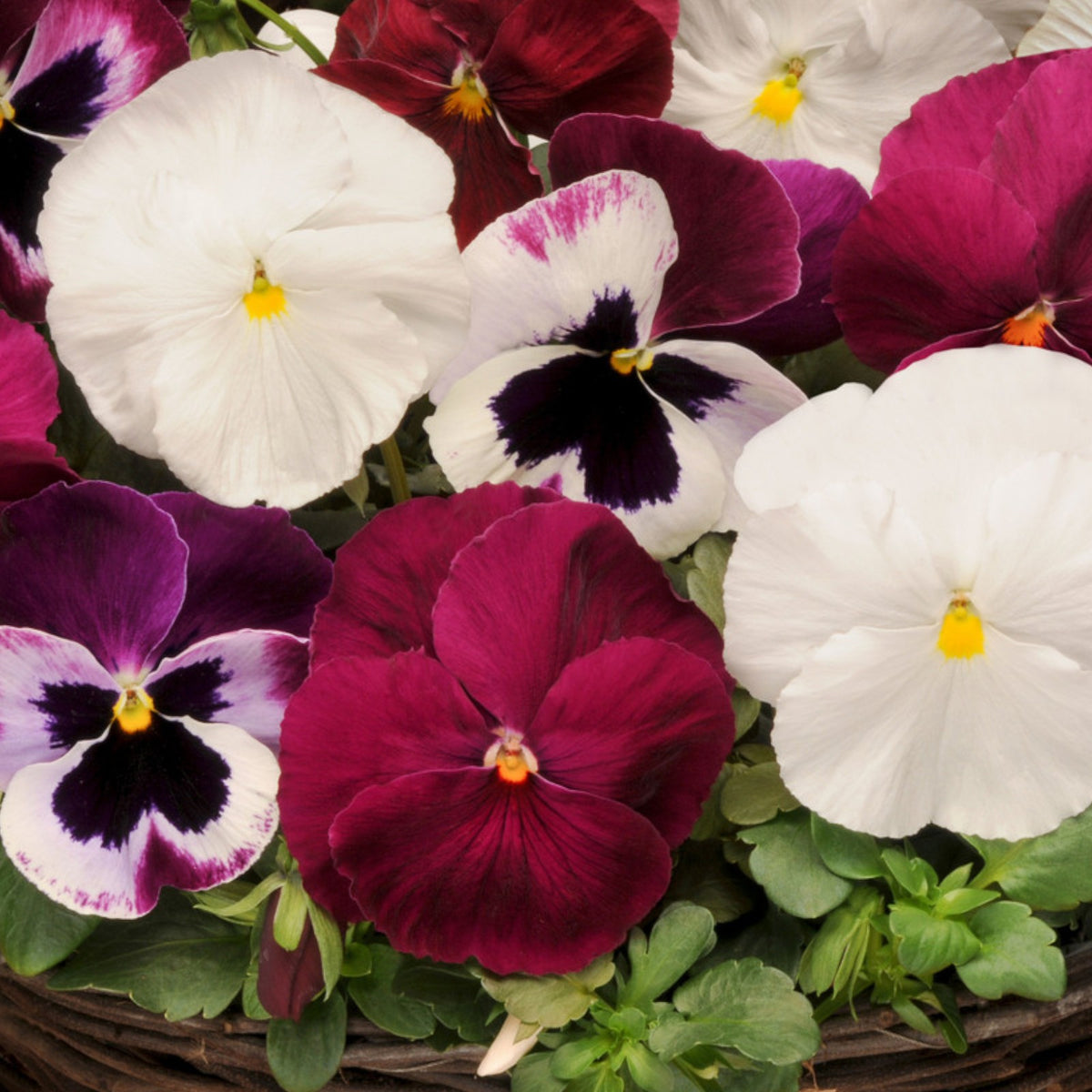 Pansy Mixed Packs  5