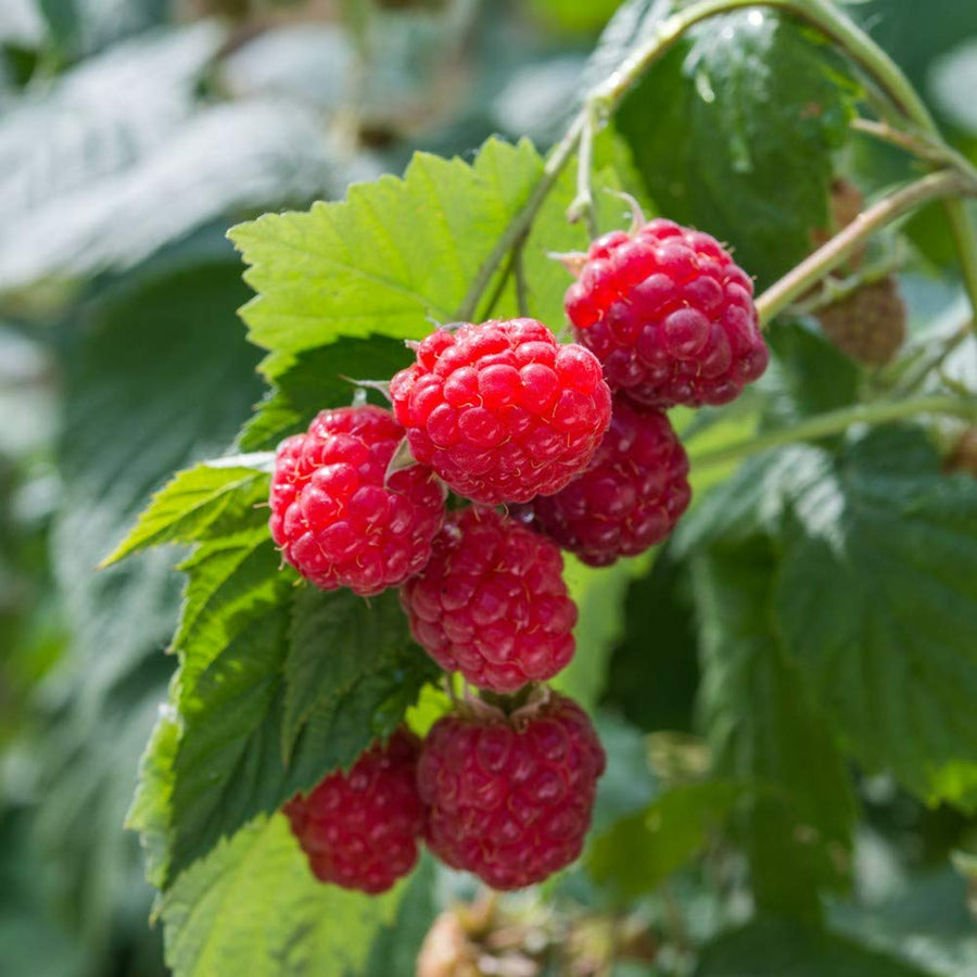 Fruit Plant Mix Collection  2