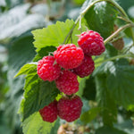 Fruit Bare Root Plant Mix Collection  4