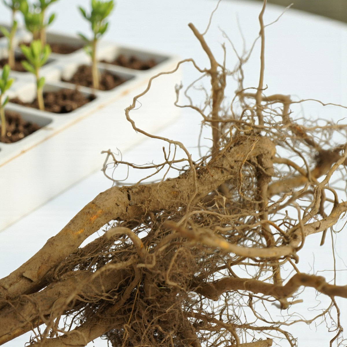 Raspberry Autumn Bliss - Bare Root Canes  5