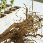 Raspberry Polka - Bare Root Canes  5