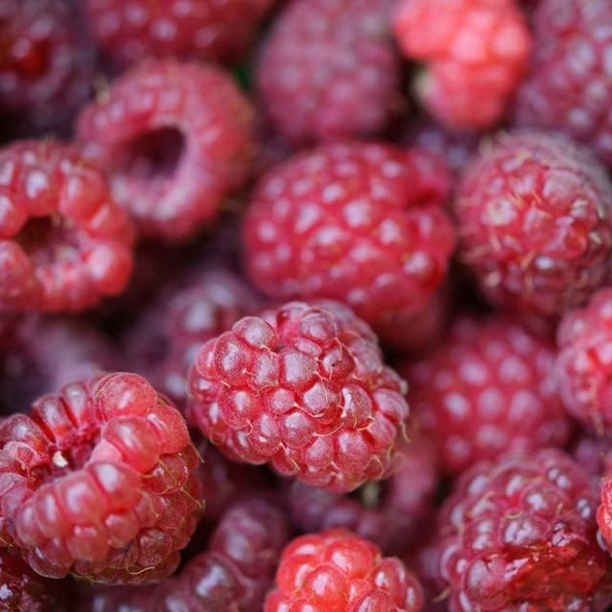 Raspberry Tulameen - Bare Root Canes Close-up of ripe, red raspberries with a glossy texture and detailed drupelets. 4