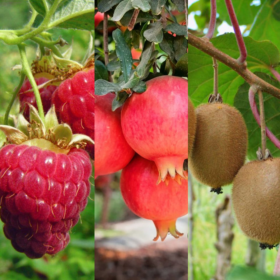 Raspberry, Kiwi & Pomegranate Fruit Plant Mix Raspberry, Kiwi & Pomegranate Fruit Plant Mix image1 1