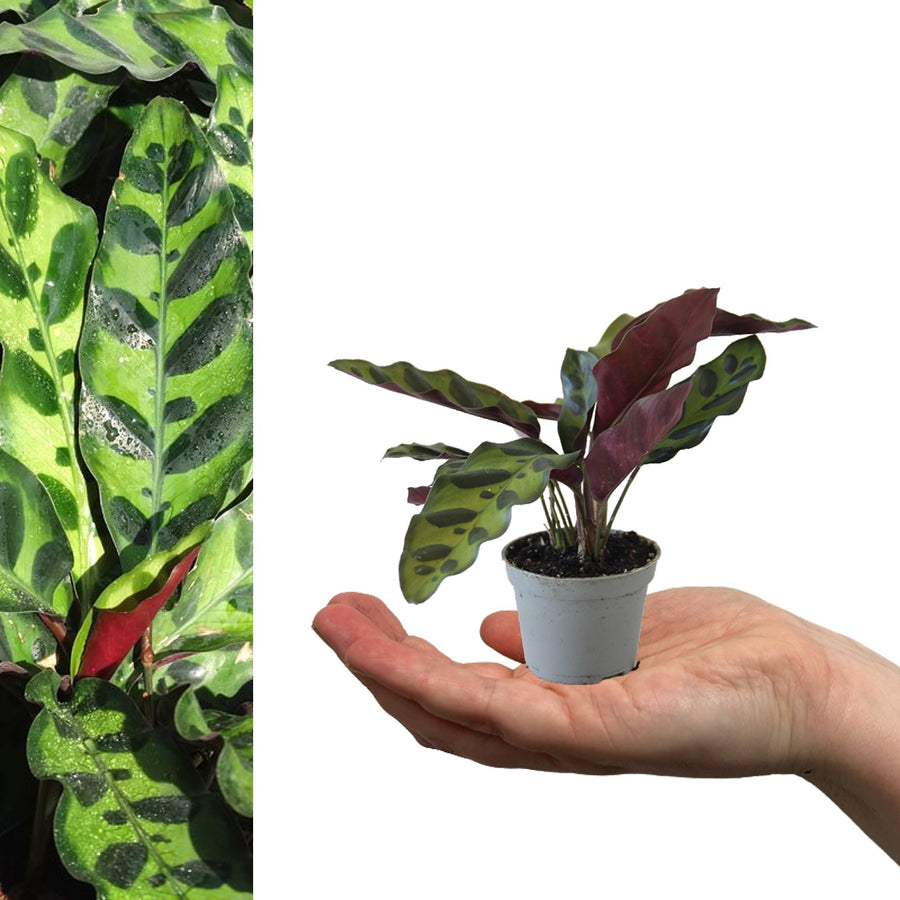Calathea Lancifolia Calathea lancifolia in 6cm Pot image1 2