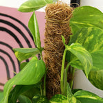 Devil's Ivy Pothos on Moss Pole  2