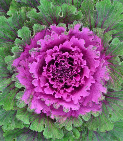 Red Ornamental Cabbage Red Ornamental Cabbage in 13cm Pot image1 1