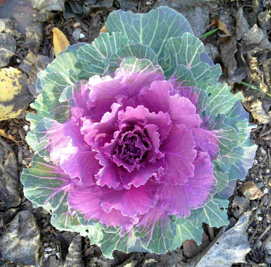 Red Ornamental Cabbage Red Ornamental Cabbage in 13cm Pot image2 2