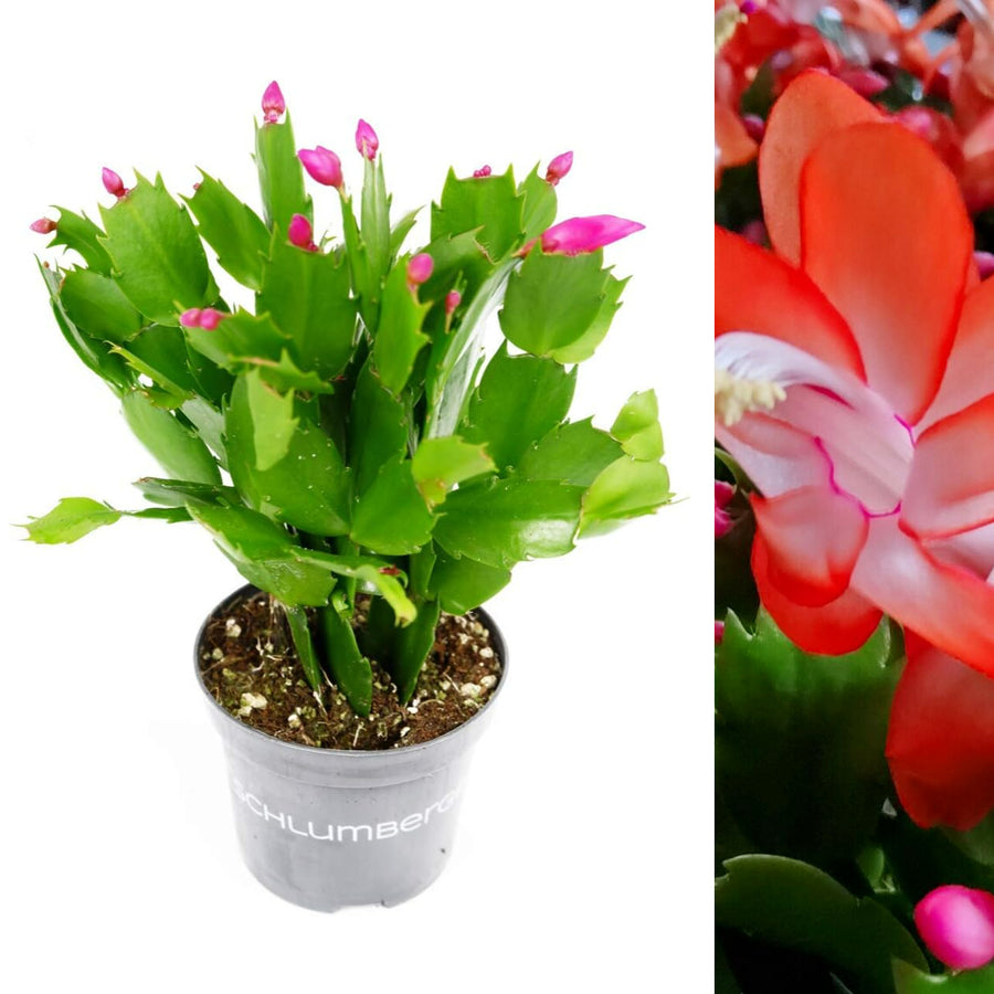Christmas Cactus Red Flower red christmas cactus-image1 2