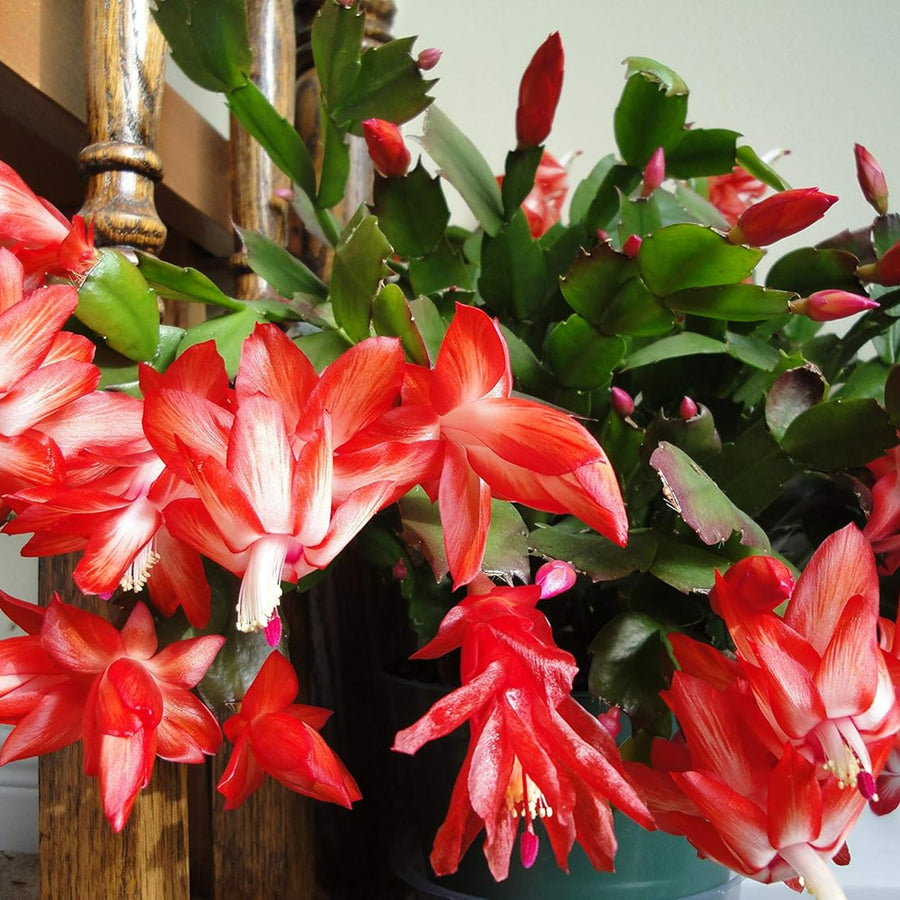 Christmas Cactus Red Flower red christmas cactus-image2 1