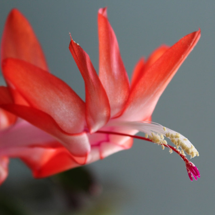 Christmas Cactus Red Flower red christmas cactus-image4 4