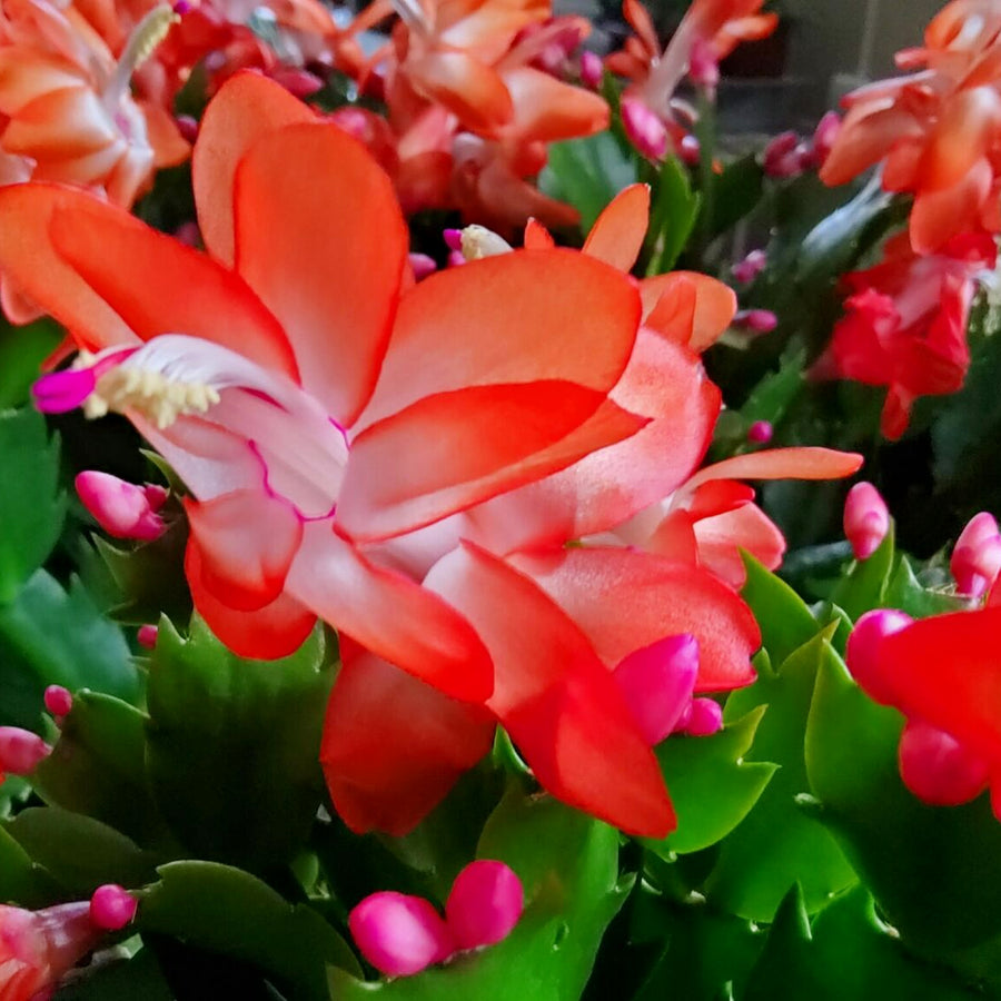 Christmas Cactus Red Flower red christmas cactus-image5 5