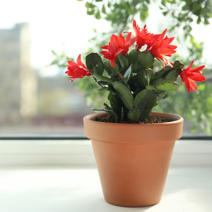 Christmas Cactus Red Flower red christmas cactus-image6 6