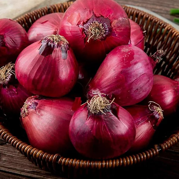 Red Electric Onion Sets  2