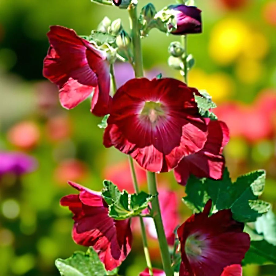 Red Hollyhock Alcea Rood Bare Root Close-up of red flowers with a blurred garden background 1