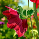 Red Hollyhock Alcea Rood Bare Root Close-up of a red flower with green leaves against a blurred natural background 2