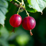 Gooseberry Hinnomaki Red  2