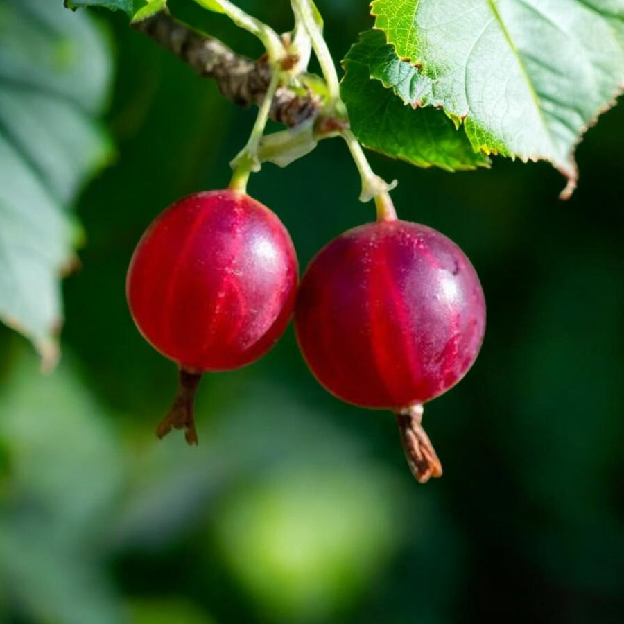 Gooseberry Hinnomaki Red  2