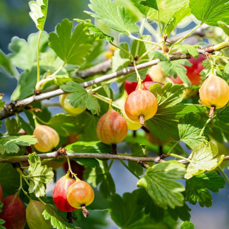 Gooseberry Hinnomaki Red  3
