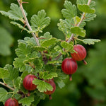 Gooseberry Hinnomaki Red  1