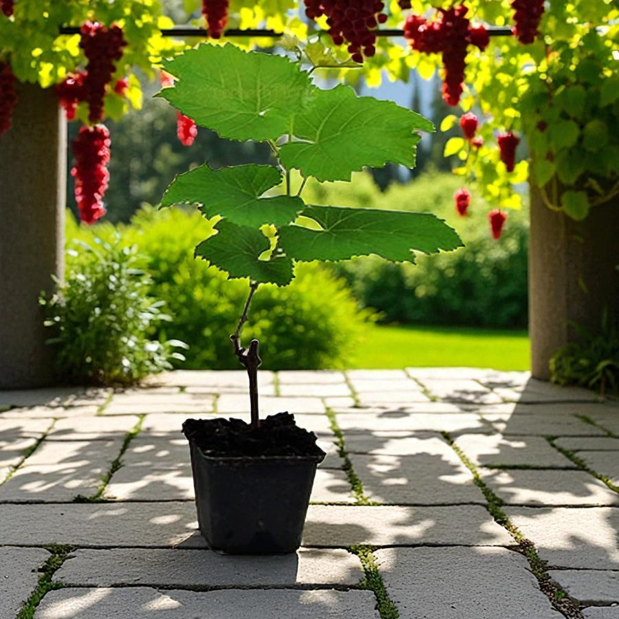 Grape Vine Plant - Suffolk Red  2