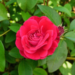 Red Meilove Rose Bush  2