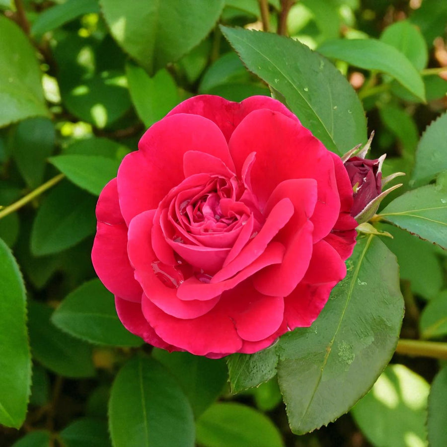 Red Meilove Rose Bush  2