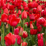 Red Spring Bulb Collection  2