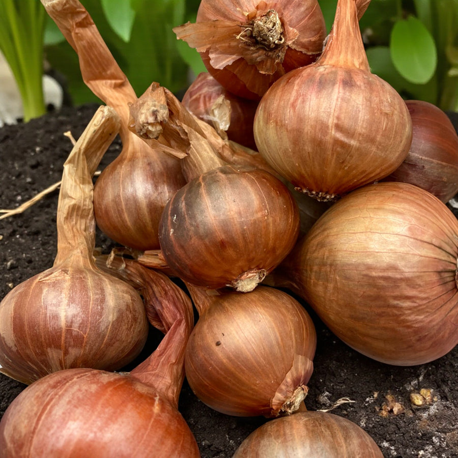 Red Sun Shallot Sets  1
