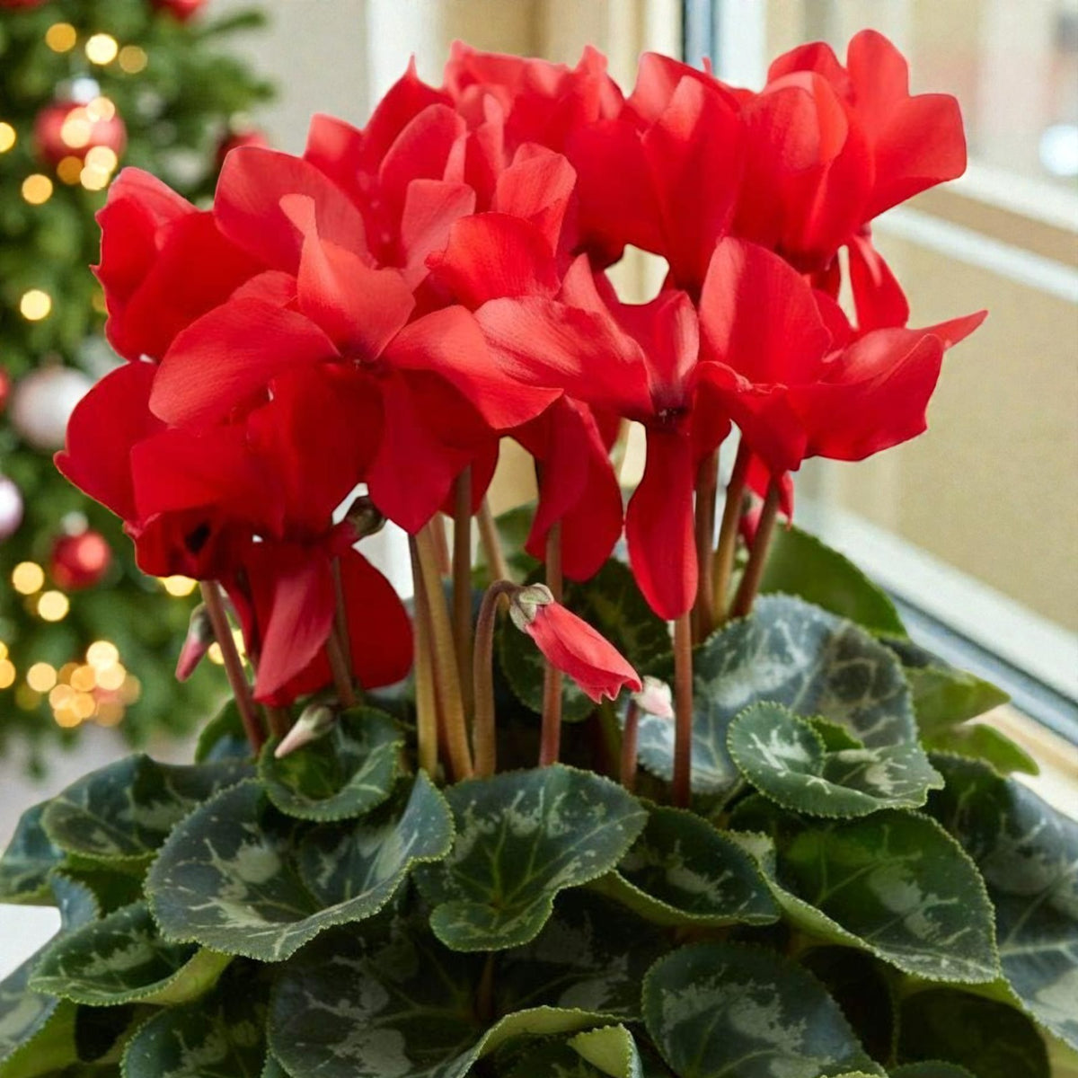 Cyclamen Red & White A potted red cyclamen plant indoors, with vibrant red flowers rising above dense marbled green foliage and soft festive lights in the background. 1