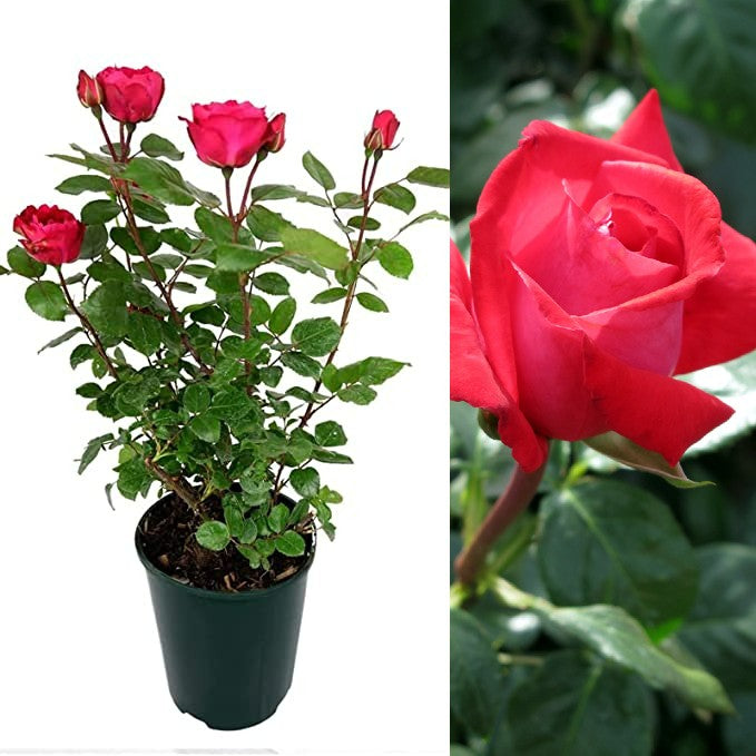 Red Rose Bush - Red Devil reddevil 2