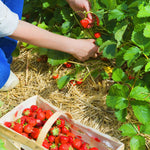 Strawberry Plants  6