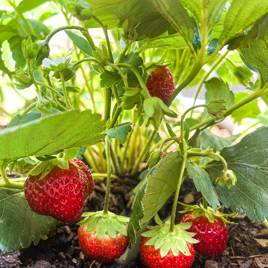 Strawberry Mixed Varieties Fruit Plants redgauntlet 2