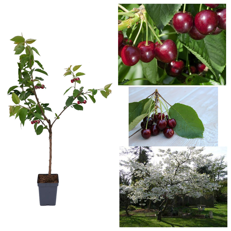 Cherry Tree - Prunus Avium Regina reginacherry 3