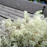 Reindeer Moss  4